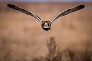 brown and white owl on brown tree branch during daytime