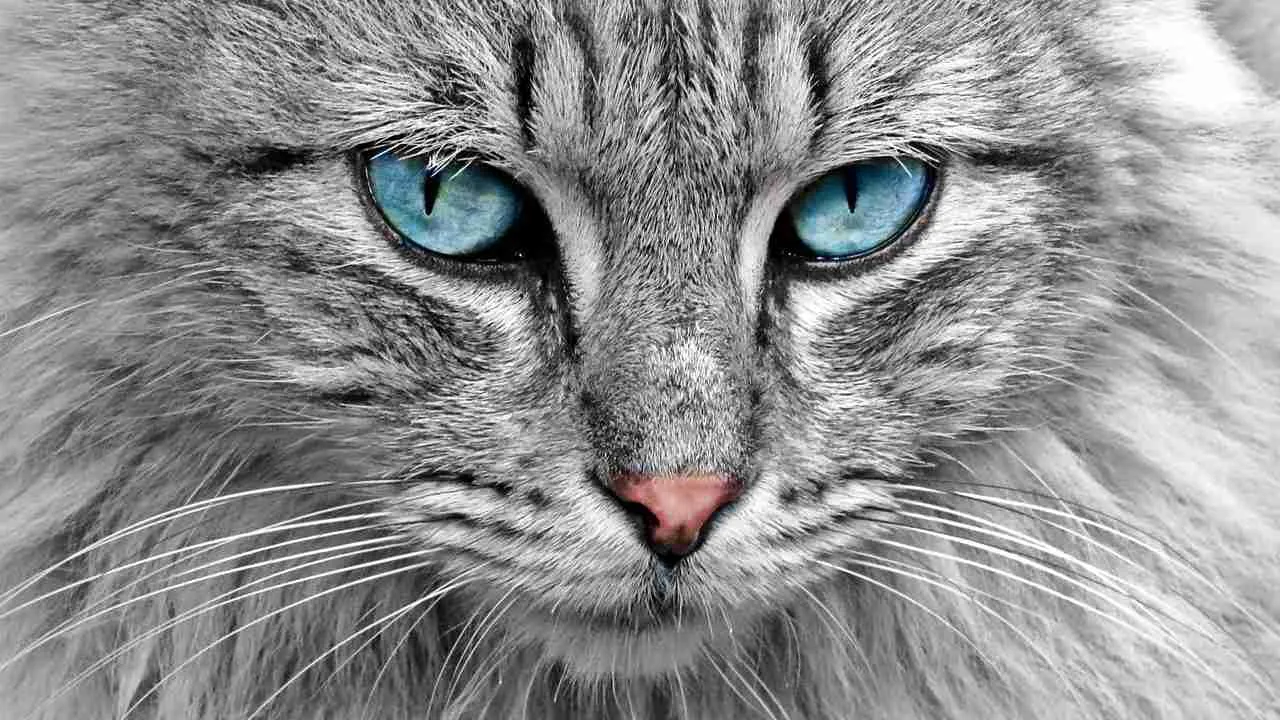 cat image