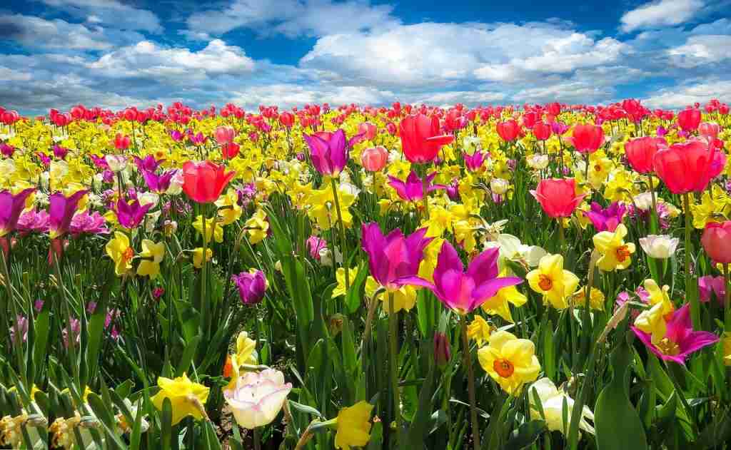 tulips, daffodils, flowers
