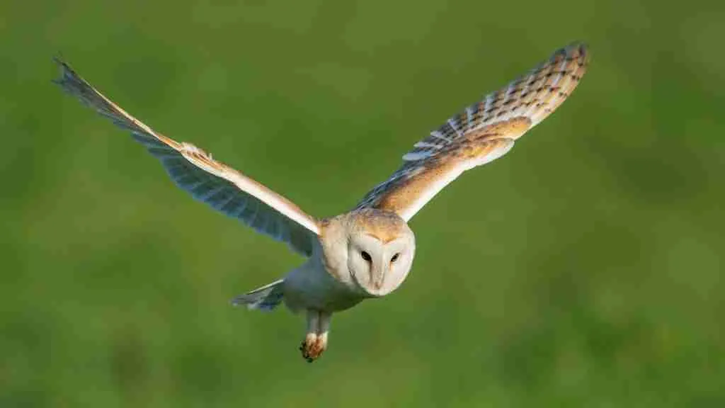 Facts about owls for kids : owl's feather acts as camouflage