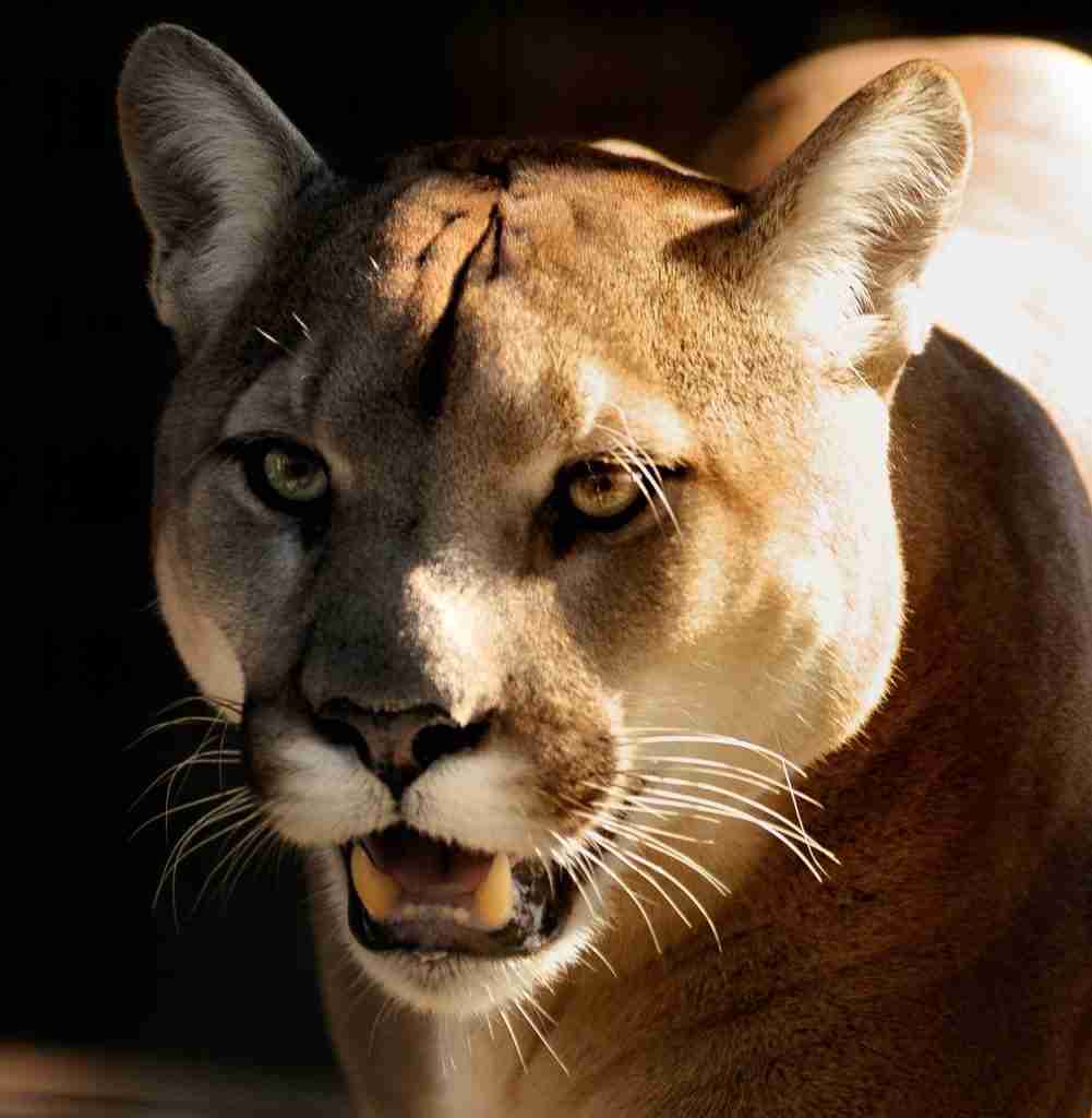 Cougars
