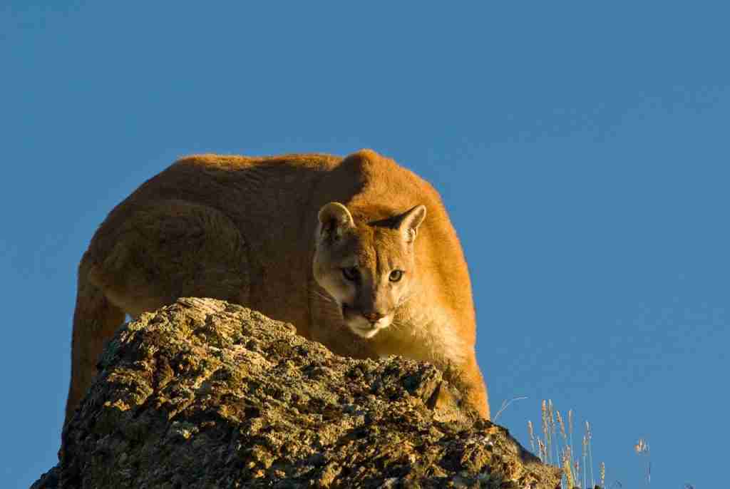 Cougar