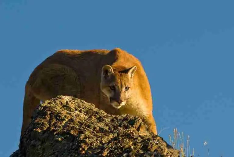 Cougar