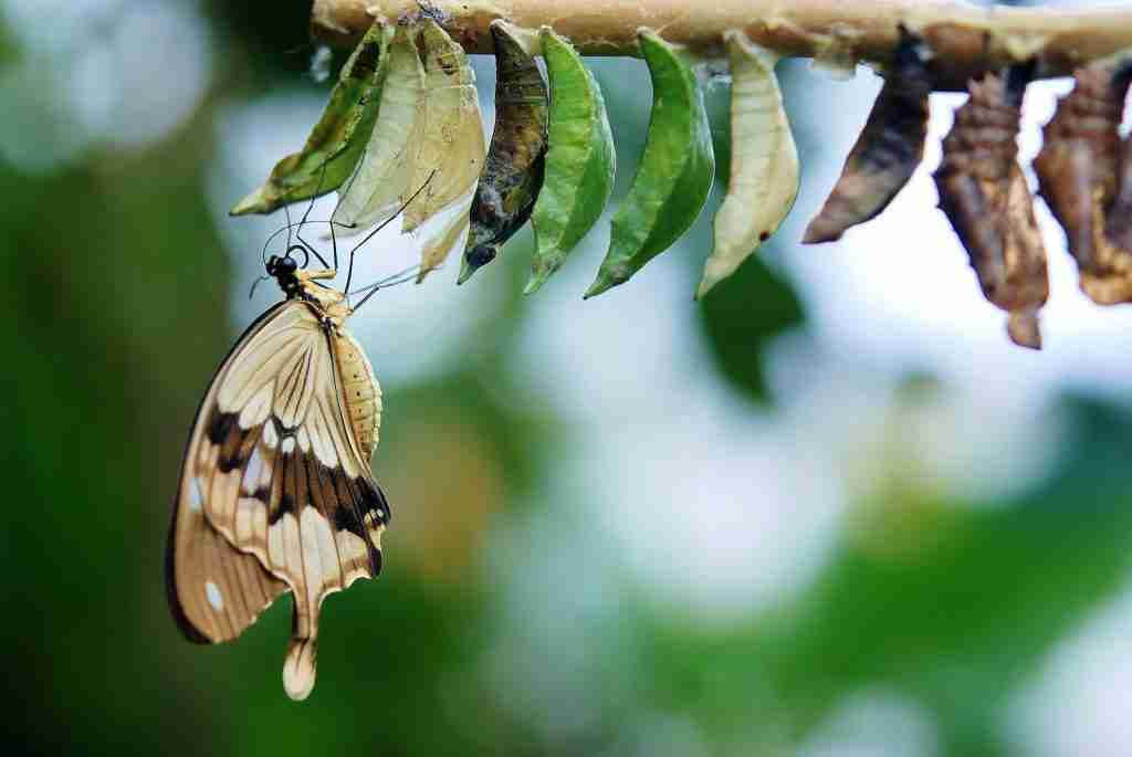 24 Beautiful Facts About Butterflies You Didn't Know 4 Butterfly
