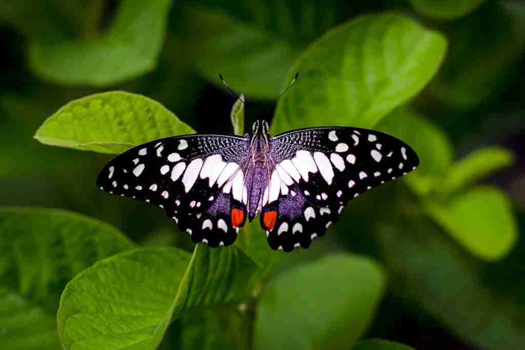 24 Beautiful Facts About Butterflies You Didn't Know 3 A beautiful butterfly drinking nectar from a flower, showcasing fun facts about Butterflies.