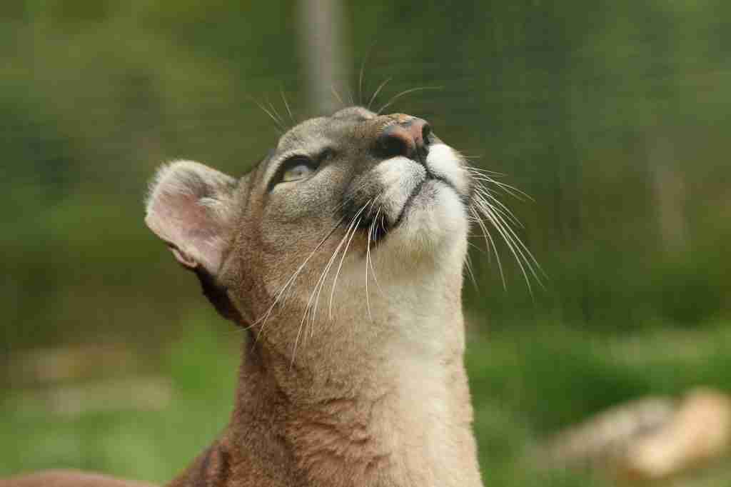 Cougar