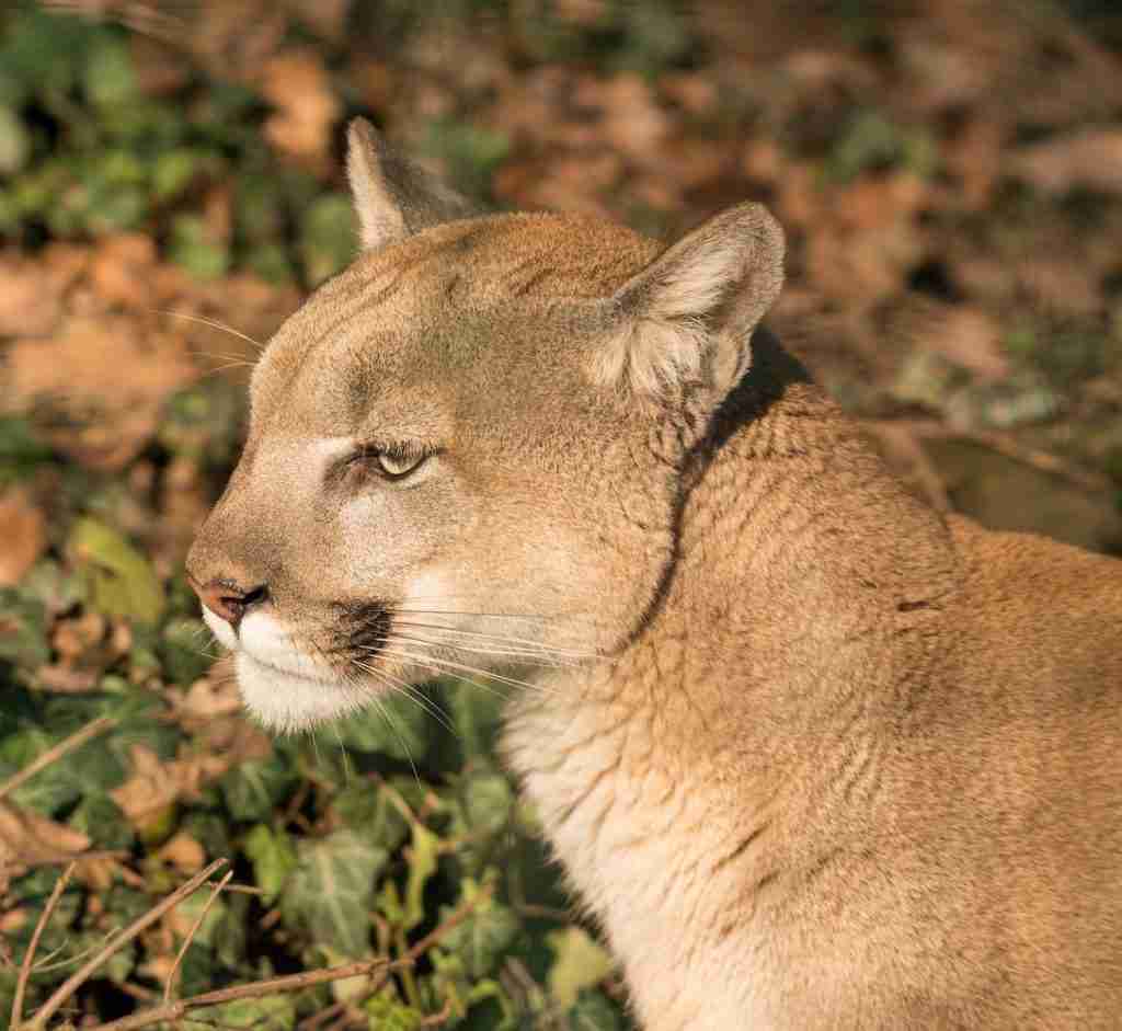 Cougar