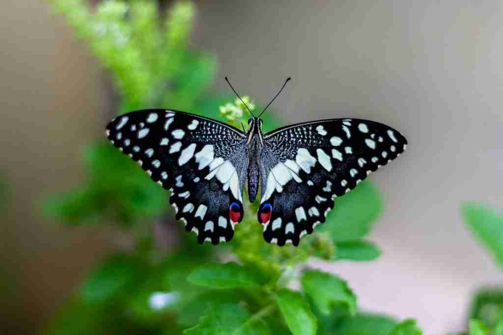 24 Beautiful Facts About Butterflies You Didn't Know 5 Butterfly