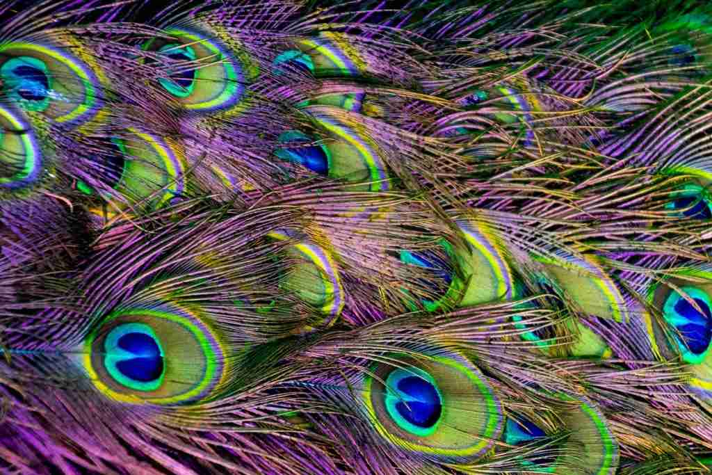 26 Interesting Facts About Peacock (The Bird with the Bling) 5 Green, Purple, and Blue Peacock Feather Digital Wallpaper