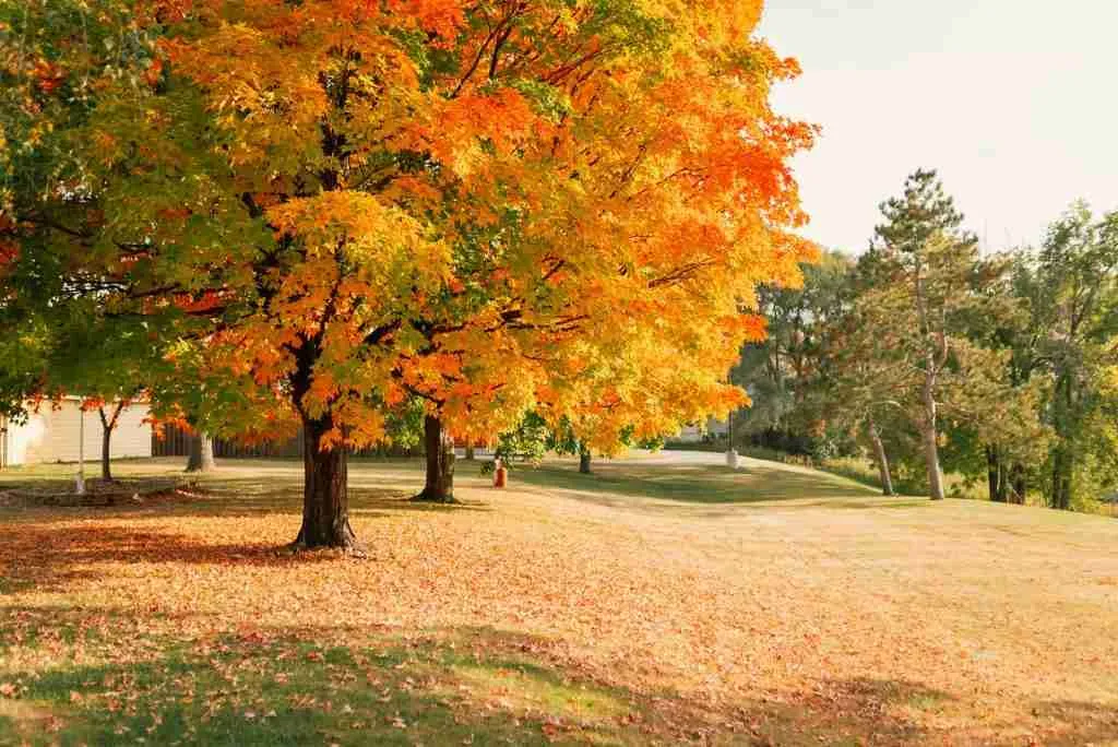 oak Trees with Orange and Brown Leaves on Grass Field