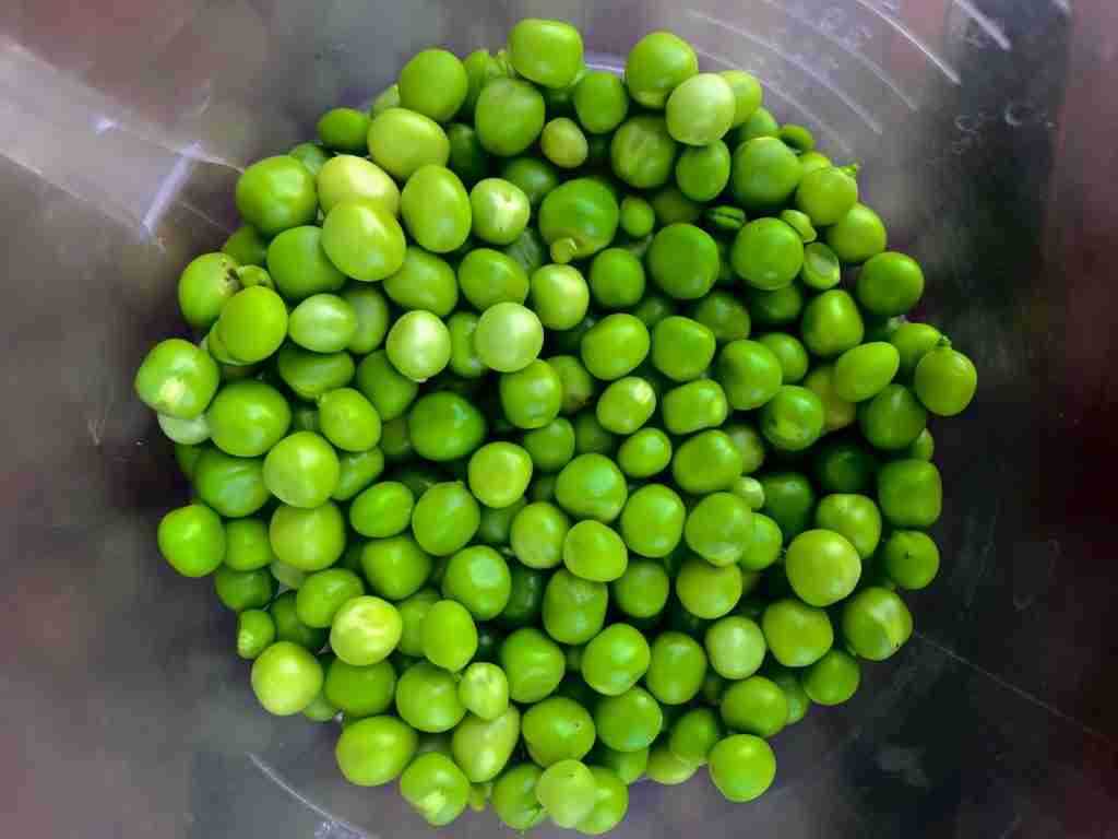 23 Fun Facts About Peas: Prepare to Be Amazed 4 green peace