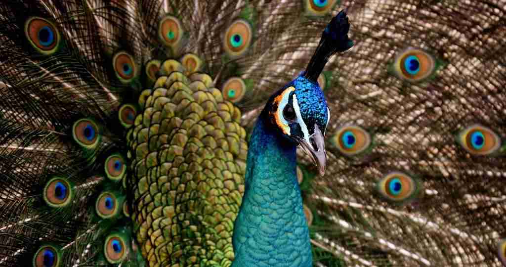 26 Interesting Facts About Peacock (The Bird with the Bling) 4 peacock, beautiful, multicoloured
