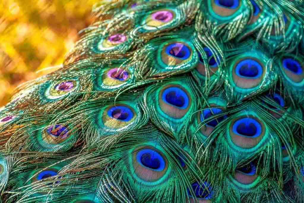 26 Interesting Facts About Peacock (The Bird with the Bling) 3 peacock, peacock feathers, plumage