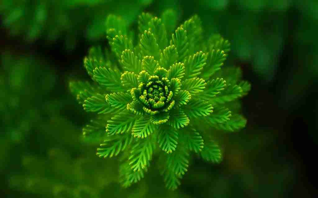 24 Fun Facts About The Color Green That Will Make You Green 2 A glowing green flower. Fun facts about the color green.