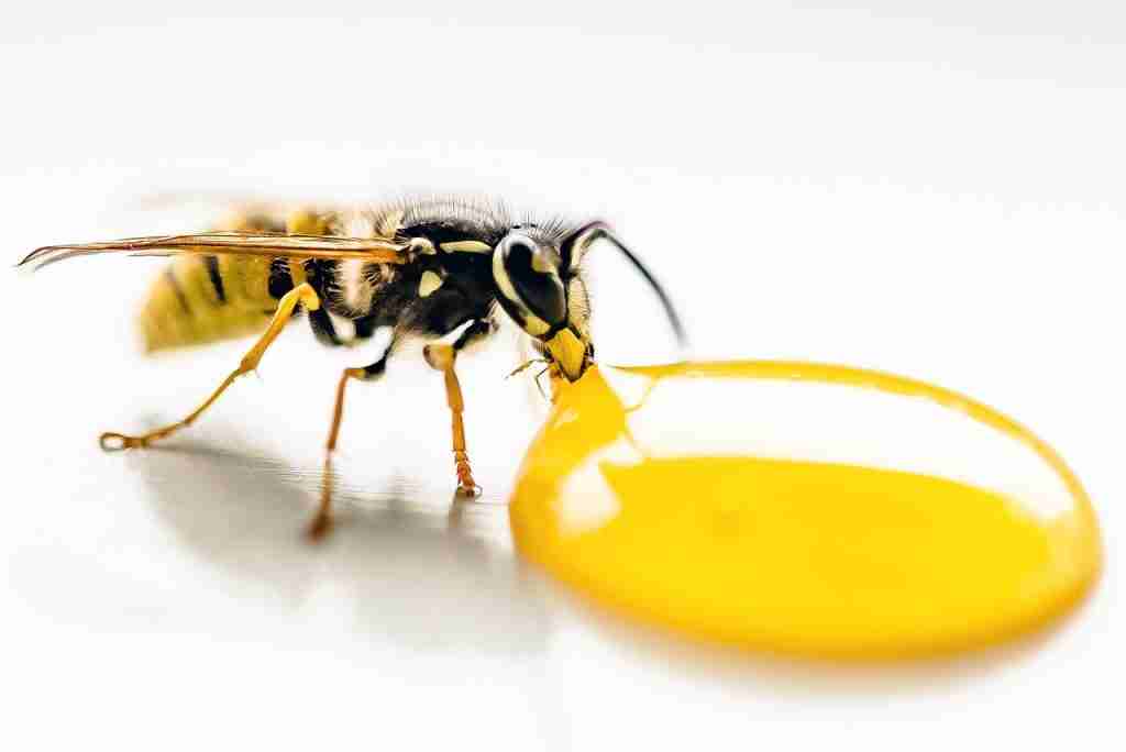 26 Fun Facts About Lemons: Get a Vitamin C Kick 3 wasp, drinking, lemon juice