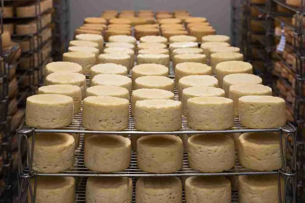 25 Fun Facts About Cheese That Will Make You Say Cheese! 5 cheese, refining, milk