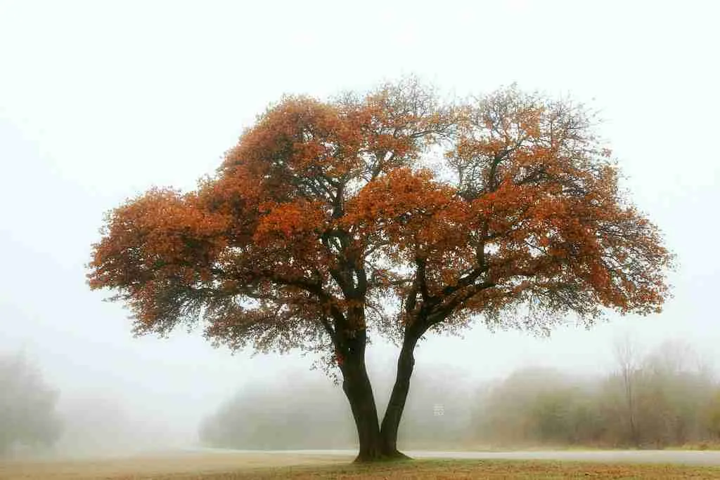 oak tree
