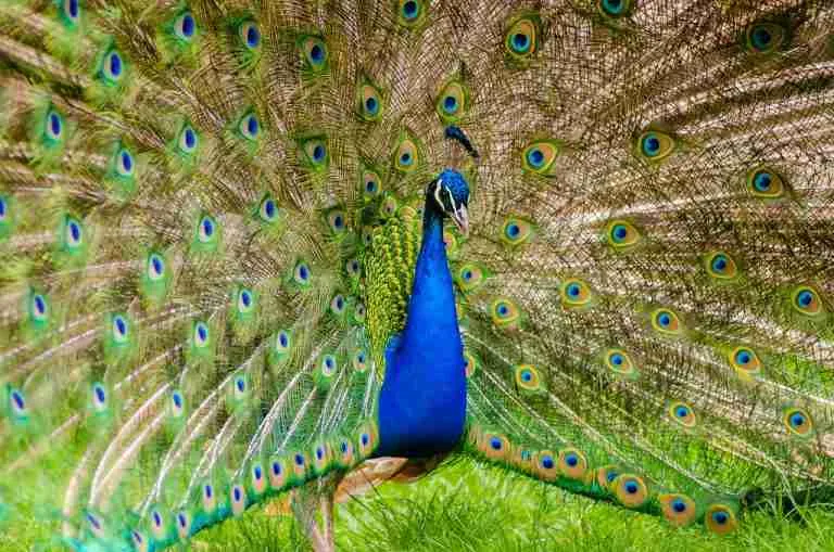 Peacock