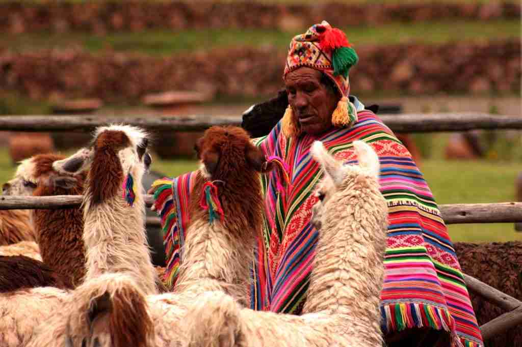 24 Fun Facts About Llamas | Surprising Details About These Furry Camelids 3 peru, llama, animals