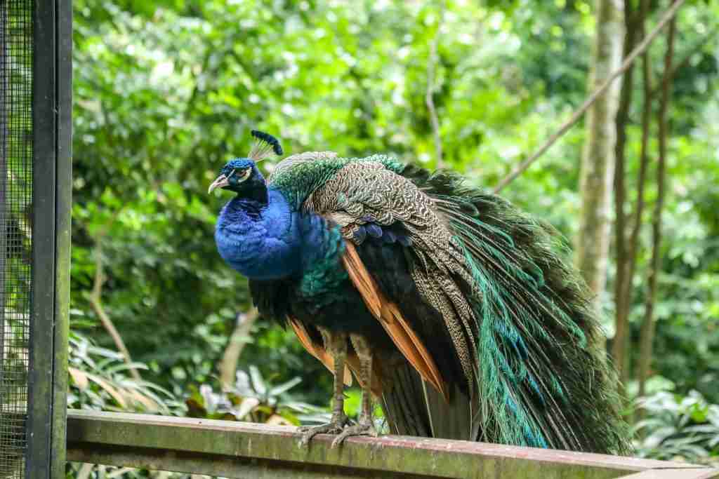 26 Interesting Facts About Peacock (The Bird with the Bling) 1 blue peacock
