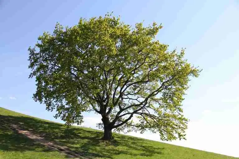 oak trees