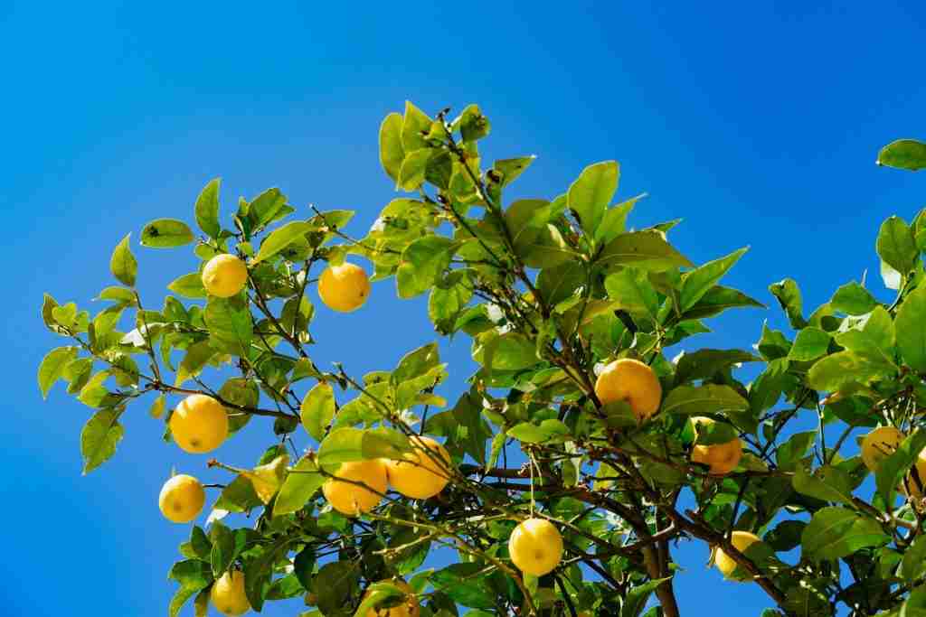 26 Fun Facts About Lemons Get a Vitamin C Kick Amazing Facts Home