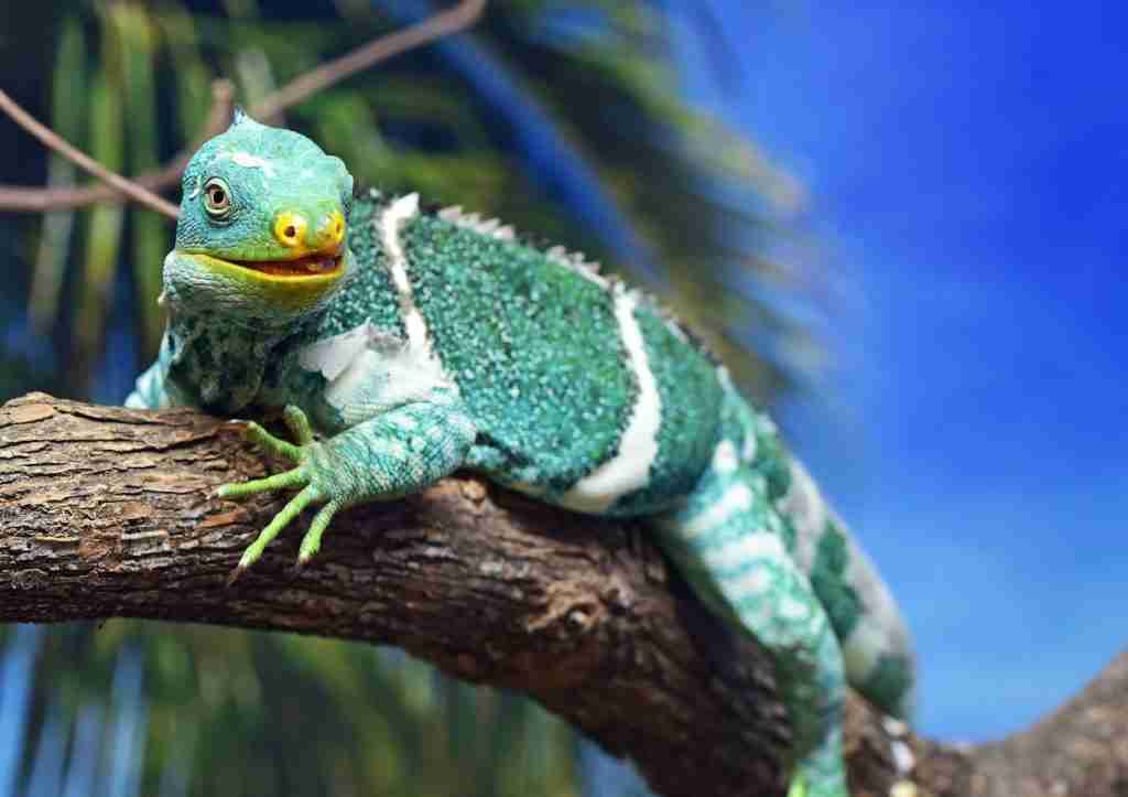 26 Fun Facts About Fiji That Will Make You Pack Your Bags 2 green and white reptile on wood branch