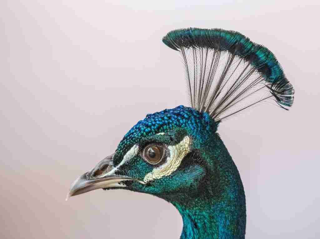 26 Interesting Facts About Peacock (The Bird with the Bling) 2 Peacock