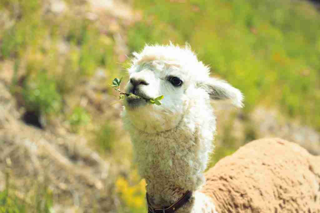 24 Fun Facts About Llamas | Surprising Details About These Furry Camelids 1 white and brown Llamas on green grass during daytime