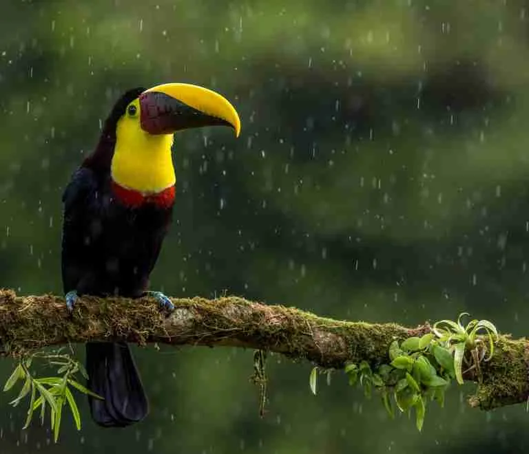 Toucan