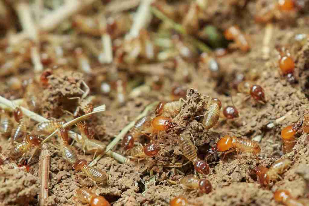 27 Facts About Termites You Never know 2 facts about termites, how winged termites form colonies.