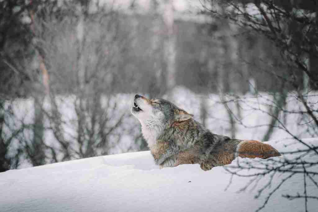 20 Random Facts About Sirius Black That You Never Knew 2 brown and white wolf on snow covered ground
