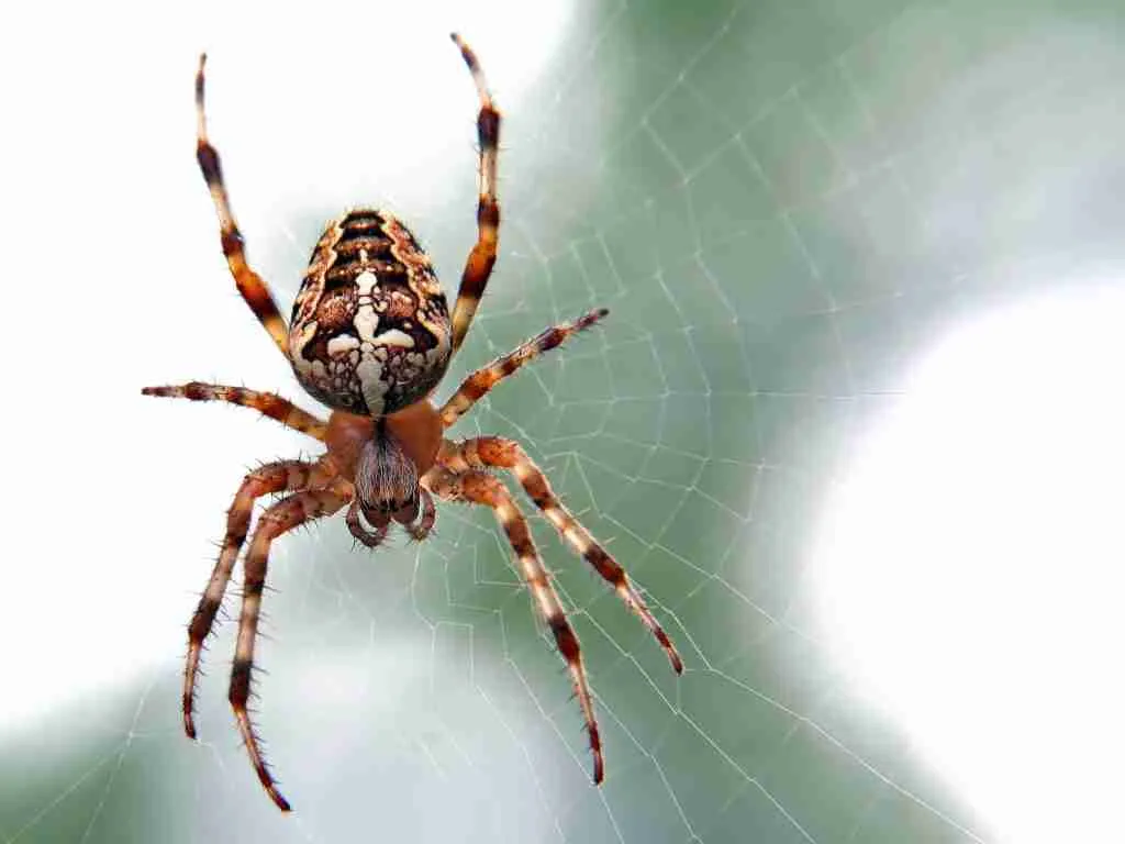 22 Fun Facts About Number 8: Unveiling the Secrets 5 brown and black spider close-up photography