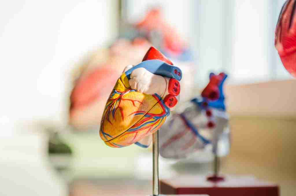 20 Fun Facts About Number 23: Unlocking the Numerical Mysteries 2 Image of heart : fun facts about number 23