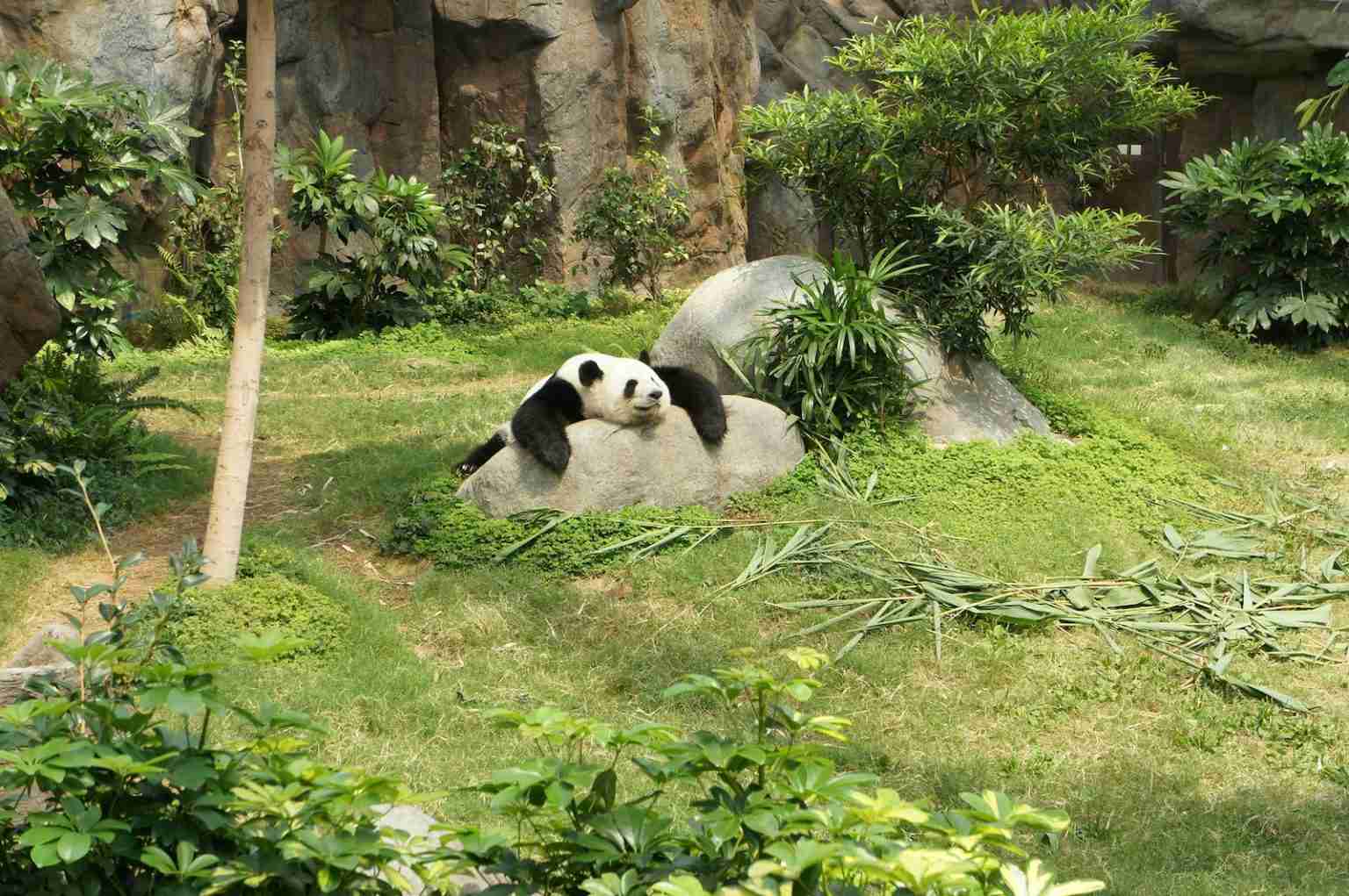 22 Fun Facts About Pandas: Unleashing the Cuteness - Amazing Facts Home