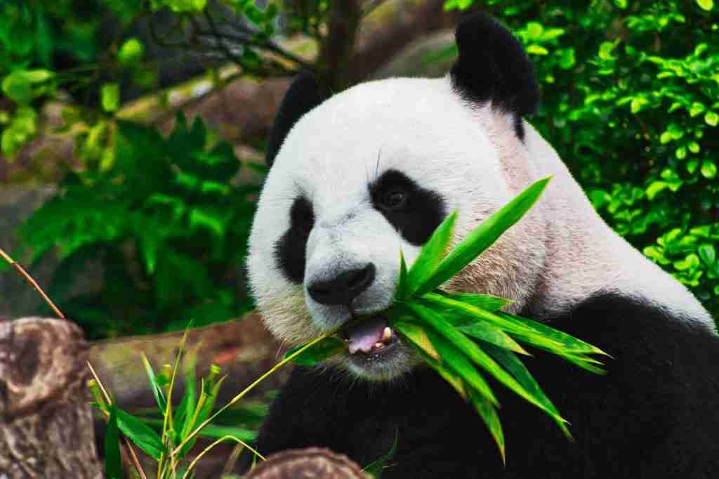 22 Fun Facts About Pandas | Unleashing the Cuteness 3 panda eating bamboo