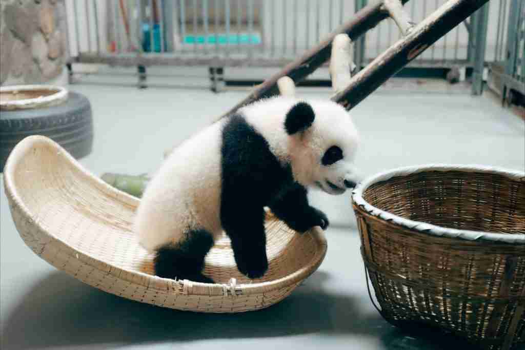 22 Fun Facts About Pandas | Unleashing the Cuteness 2 panda on brown wooden basket