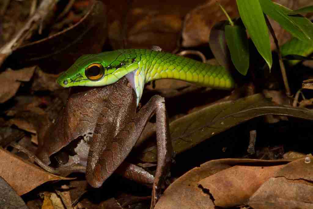 25 Fun Facts About Snakes | Know Beyond the Hiss 3 A green snake having his meal