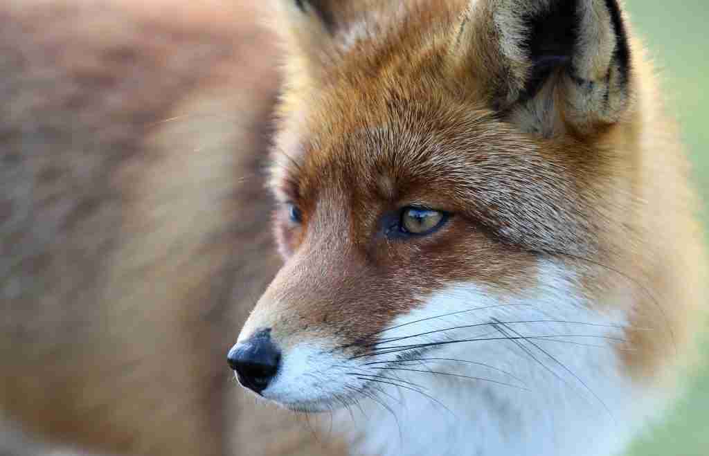 26 Fun Facts About Foxes | Surprises in Every Bushy Tail 2 portrait of brown and white fox : fun facts about Foxes