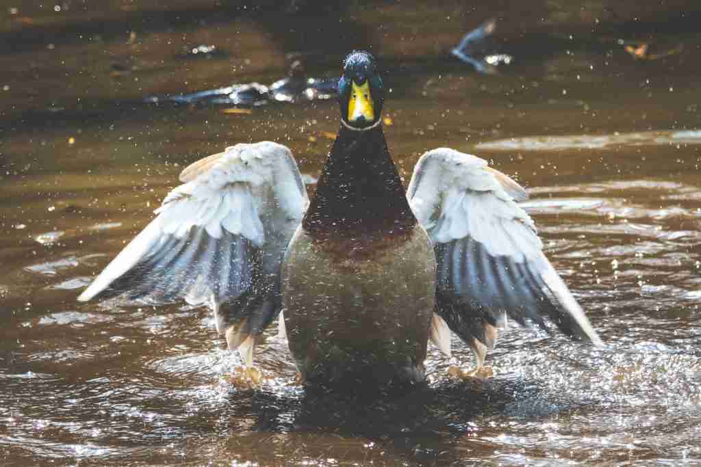 25 Fun Facts About Ducks | Bet You Didn't Know 5 Photo of Brown and Grey Duck on Body of Water