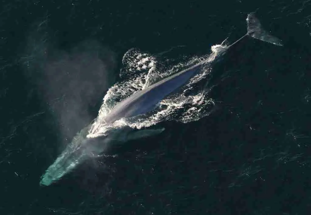 23 Fun Facts About Whales | Nature's Majestic Marine Mammals 2 blue whale drone shot
