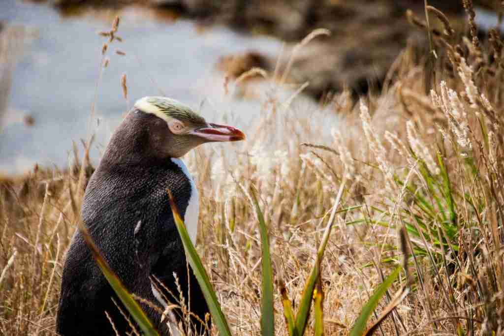 24 Fun Facts About Penguins You Never Knew 3 black and white penguin on green grass during daytime