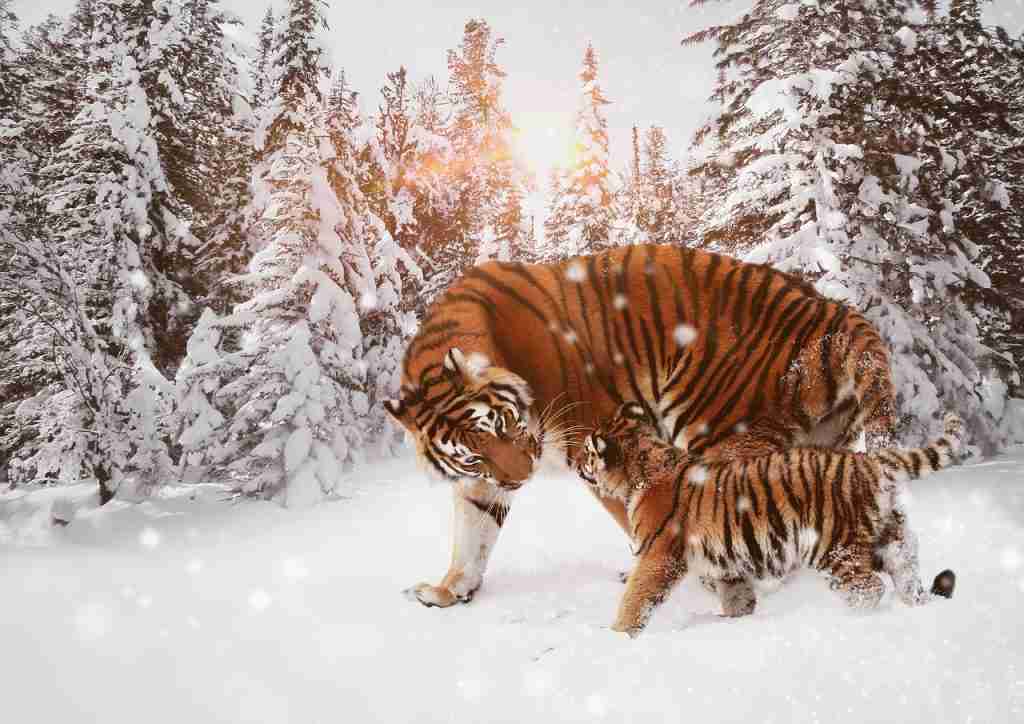 23 Fun Facts About Tigers | Nature's Fierce Icons 1 tiger, predator, big cat : fun facts about Tigers