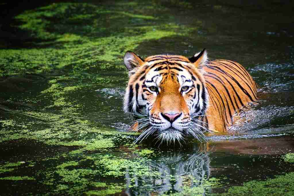 23 Fun Facts About Tigers | Nature's Fierce Icons 4 tiger swimming in water
