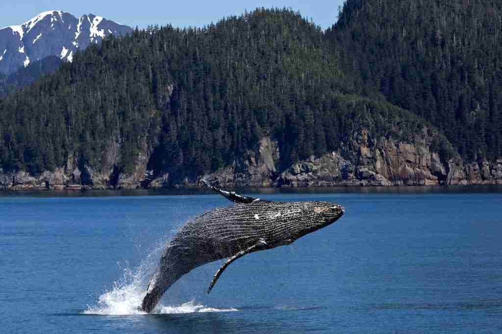 23 Fun Facts About Whales | Nature's Majestic Marine Mammals 4 Whale Jumping on Ocean