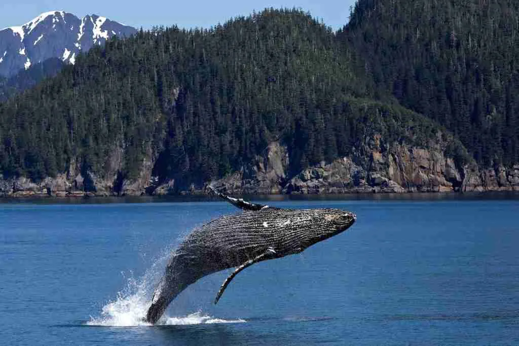 23 Fun Facts About Whales | Nature's Majestic Marine Mammals 6 Whale Jumping on Ocean