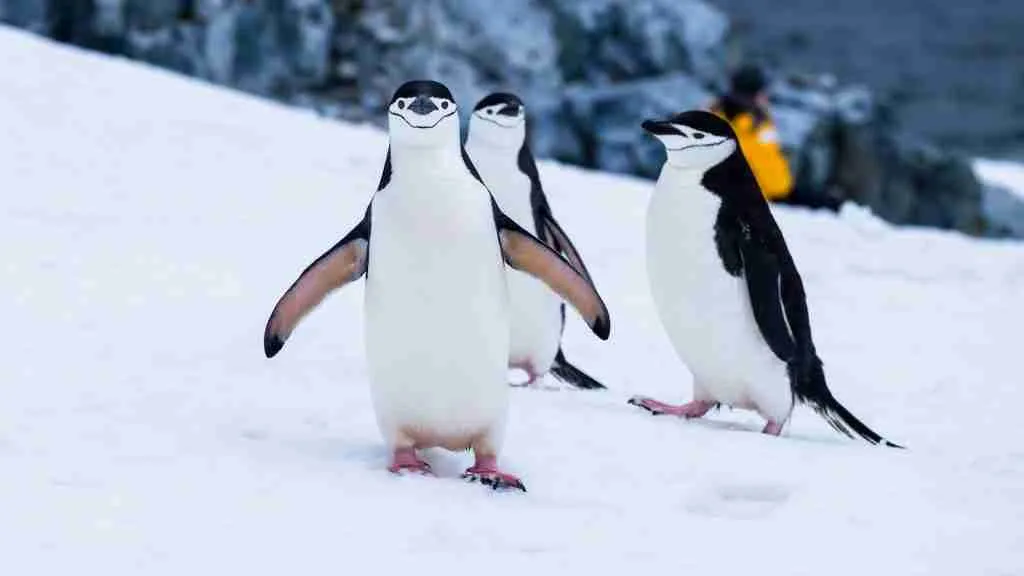 26 Fun Facts About Birds | Flight with Feathered Marvels 3 penguins on snow covered fields during daytime