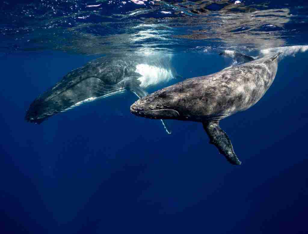 23 Fun Facts About Whales | Nature's Majestic Marine Mammals 3 Two humping whales together.