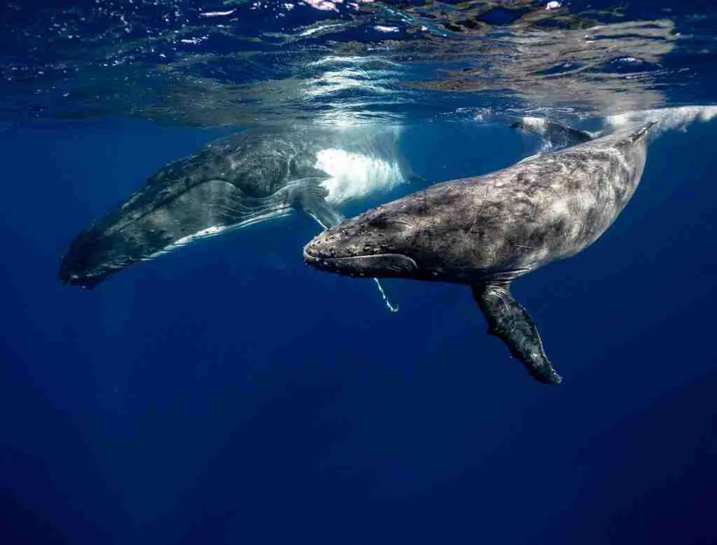 23 Fun Facts About Whales | Nature's Majestic Marine Mammals 5 Two humping whales together.