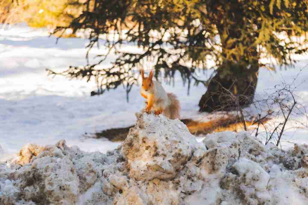 25 Fun Facts About Squirrels | Garden's Unsung Heroes 3 a squirrel sitting on top of a pile of snow